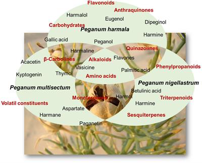 Toward the Allelopathy of Peganum sp. and Related Chemical Constituents in Agriculture